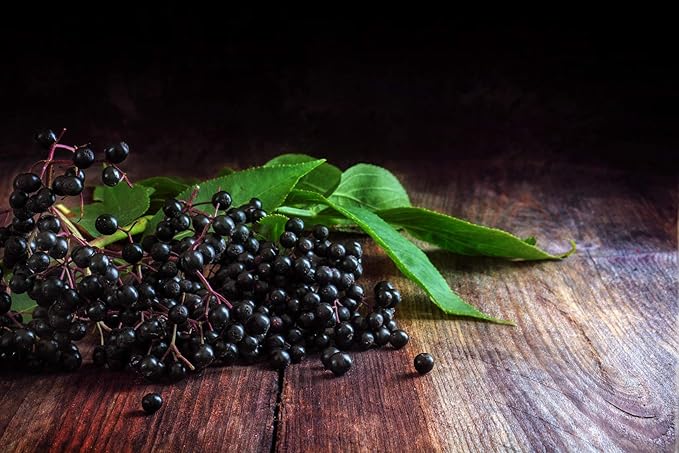 Earthley Elderberry Herbal Extract, Powerful Immune & Respiratory Support, Herbal Elderberry, Syrup Alternative, Organic & Alcohol-Free (2oz, Kids)