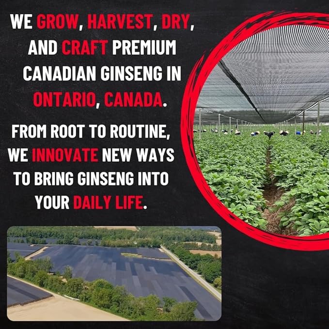 Canadian Ginseng Root Slices - Chew Raw/Make Ginseng Tea - Energy/Immunity/Focus